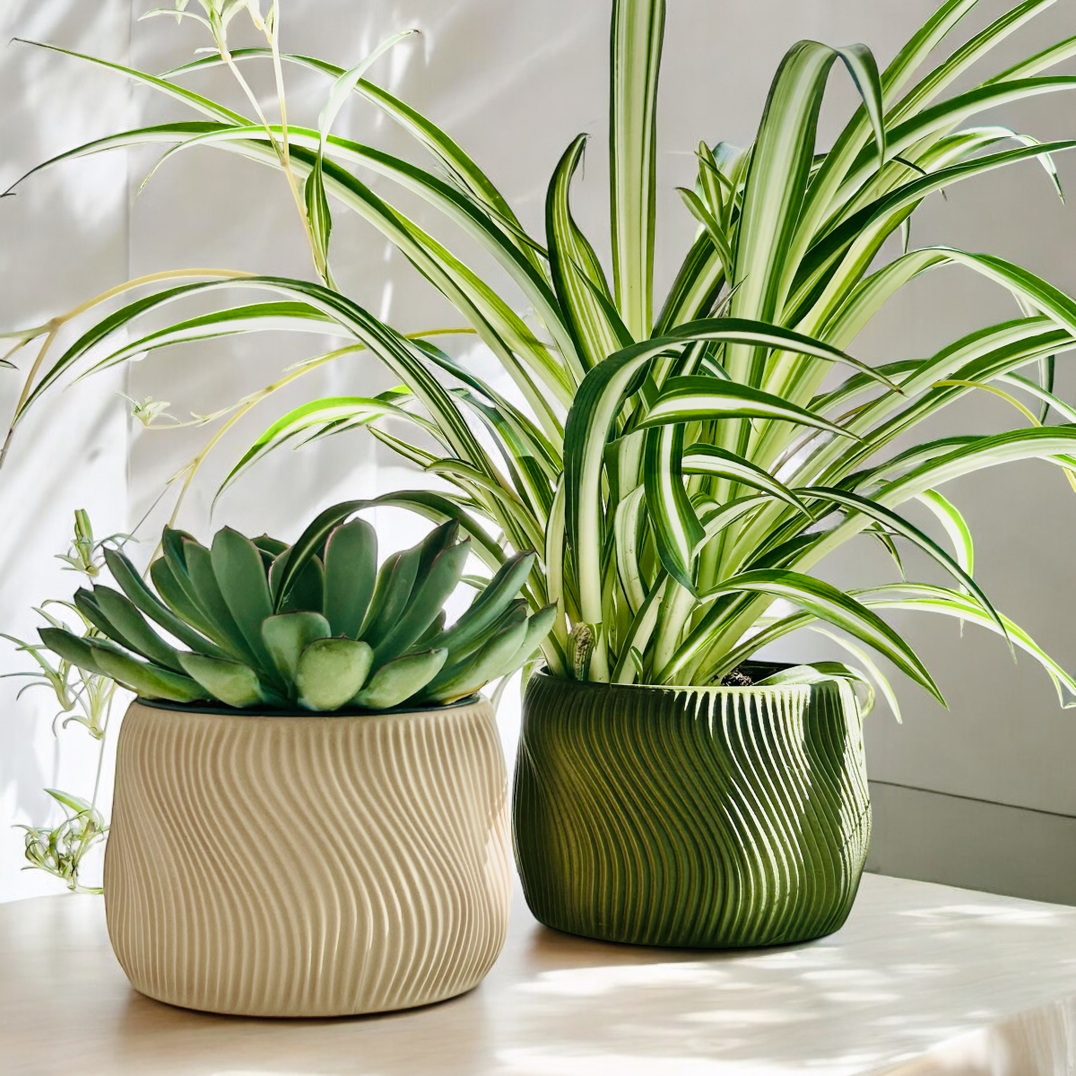 To potter med grønn plante